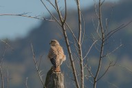 Kestrel