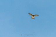 Kestrel