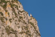 Vautour percnoptère