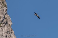 Vautour percnoptère