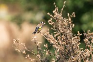 Chardonneret