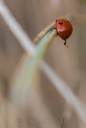 Ladybug