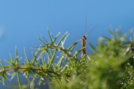 Praying mantis