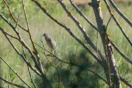 Bihoreau gris