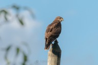Buzzard
