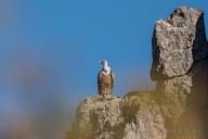 Vautour fauve