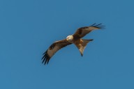 red kite