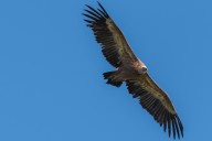 Vautour fauve