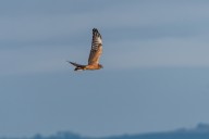 Montagu's harrier