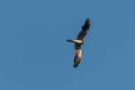 Montagu's harrier