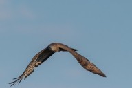 Buzzard