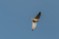Kestrel