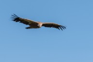 Vautour fauve