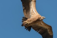 vautour fauve