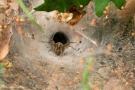 spider wolf