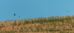 grey eagle