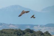 grey eagle vs Kestrel