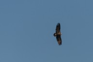 Vautour moine