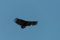 Vautour moine