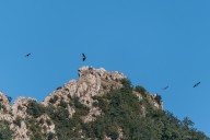Vautour fauve