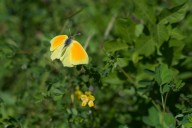 Citron