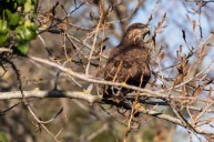 Buzzard