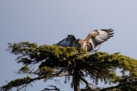 Buzzard