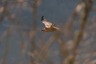 vautour fauve