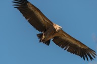 vautour fauve