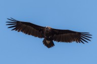 Vautour moine