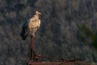 vautour fauve