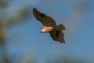 vautour fauve