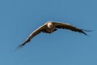 vautour fauve