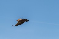 vautour fauve