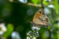 Proscris