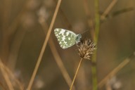 Marbré vert