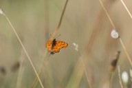 Petit nacré