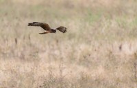 montagu's harrier