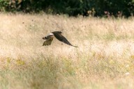 montagu's harrier