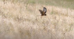 montagu's harrier