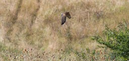montagu's harrier