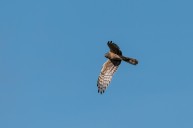 montagu's harrier