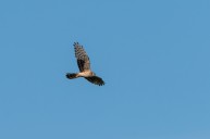 montagu's harrier