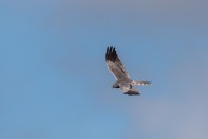 montagu's harrier