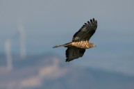 honey buzzard