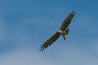 short-toed snake eagle