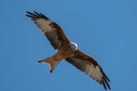 red kite