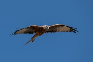 red kite