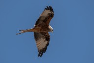 red kite