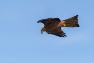 black kite